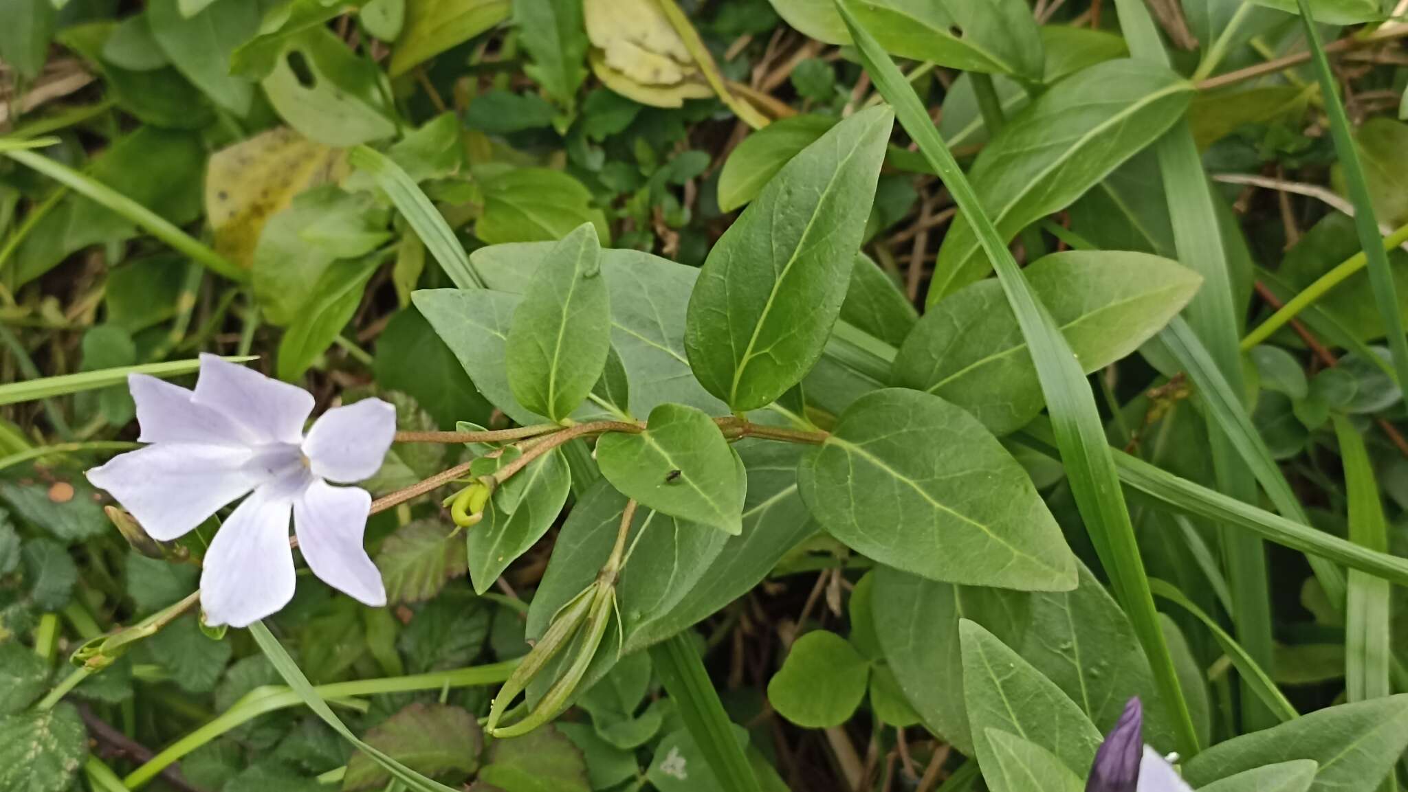 Image of Vinca difformis subsp. difformis