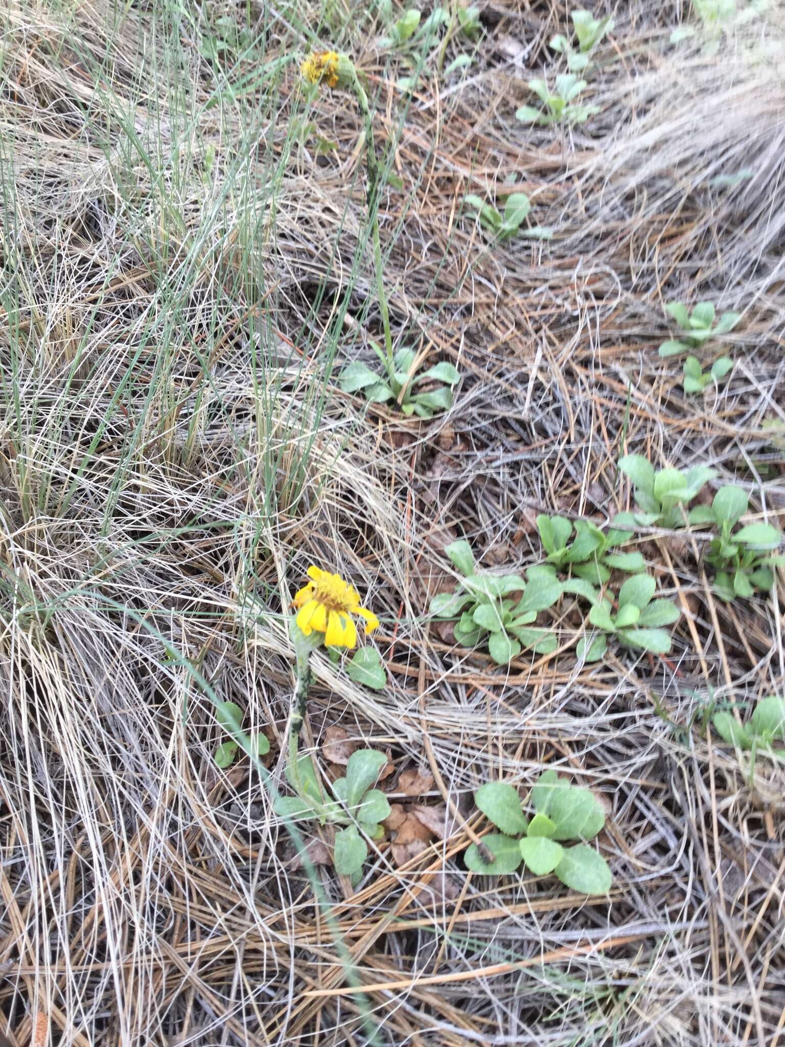 Image of Flagstaff ragwort