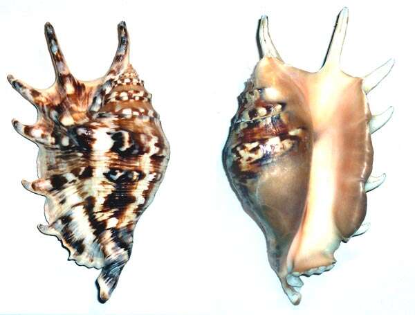 Image of Common Spider Conch