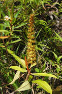 Image of Flask-Shaped Pitcher-Plant