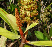 Image of Flask-Shaped Pitcher-Plant