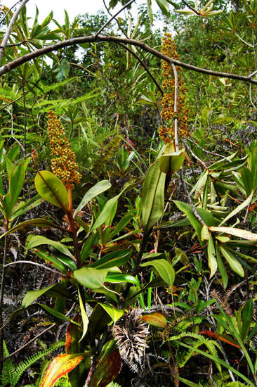 Image of Flask-Shaped Pitcher-Plant