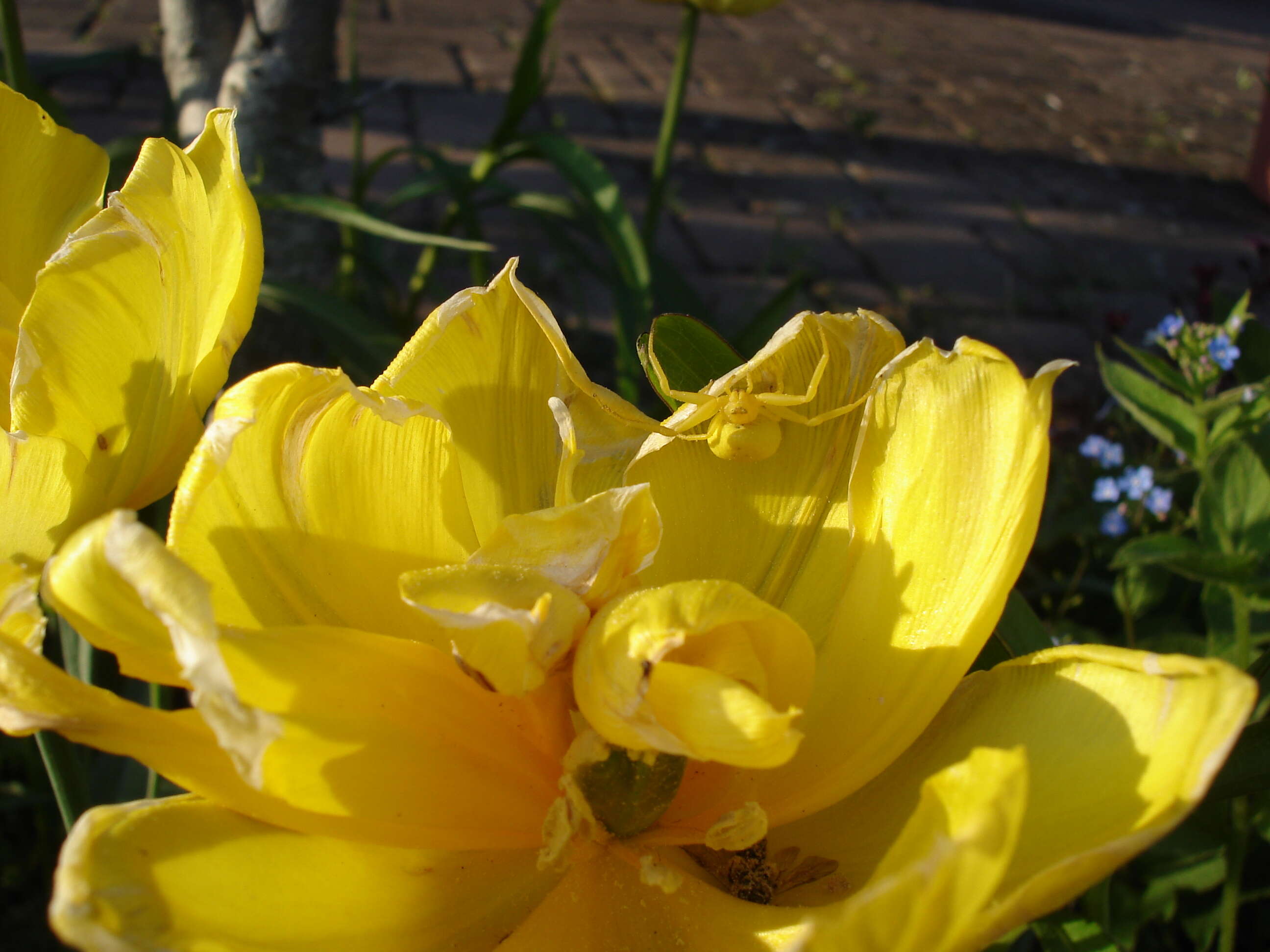 Image of Flower Crab Spiders