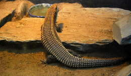 Image of Sudan plated lizard