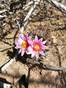 Image of Mammillaria grahamii subsp. sheldonii (Britton & Rose) D. R. Hunt