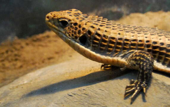 Image of Sudan plated lizard