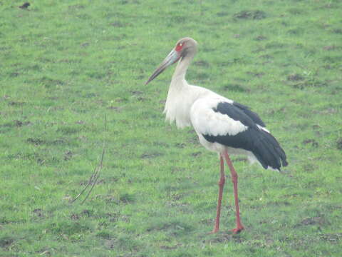 Image de Cigogne maguari