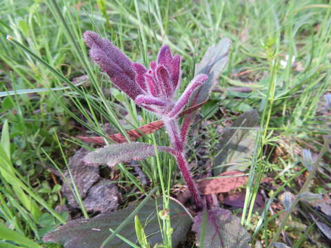 Image of Ajuga australis R. Br.