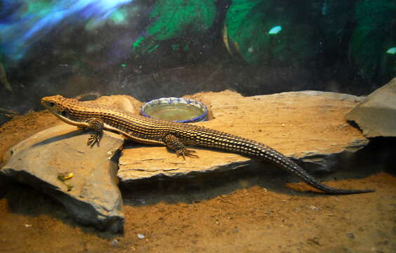 Image of Sudan plated lizard