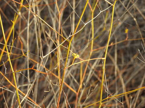 Bupleurum rigidum subsp. paniculatum (Brot.) H. Wolff resmi