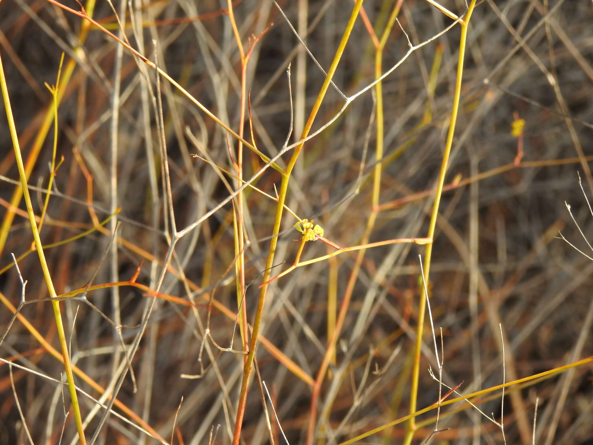 Sivun Bupleurum rigidum subsp. paniculatum (Brot.) H. Wolff kuva