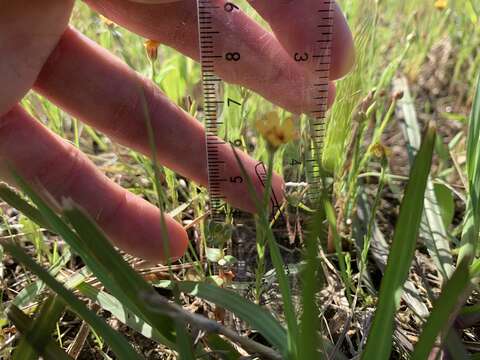 Image of tufted flax