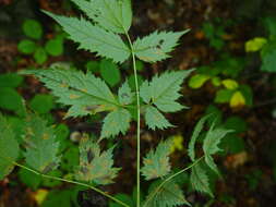 Image of Actaea spicata var. acuminata (Wall. ex Royle) Hara