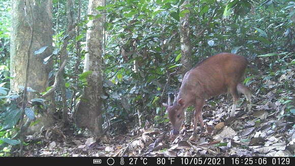 Image of Ogilby's Duiker