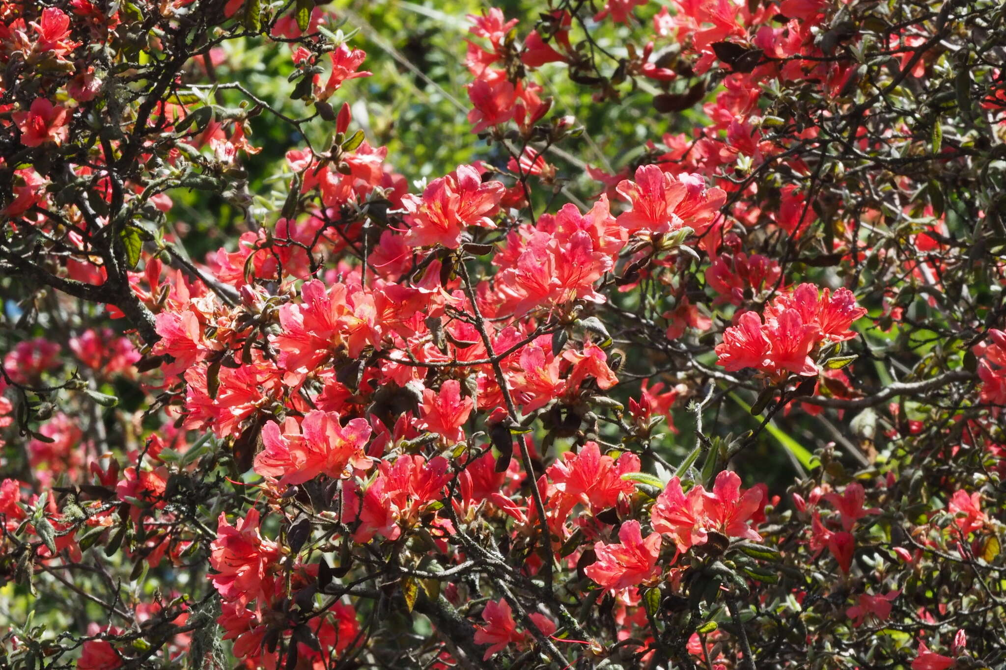 Image of Rhododendron oldhamii Maxim.