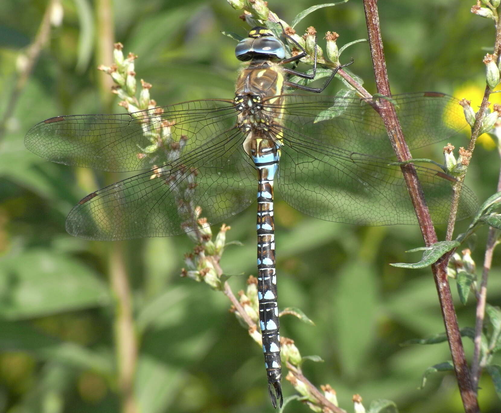 Image of Migrant Hawker