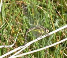 Image of Migrant Hawker