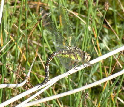 Image of Migrant Hawker