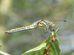 Image of black darter