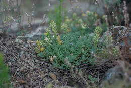 Sivun Alyssum lenense Adams kuva