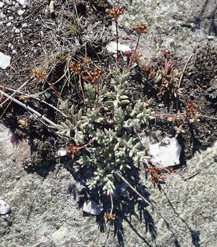 Image of Crassula biplanata Haw.