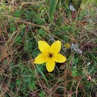 Image of Bidens triplinervia Kunth