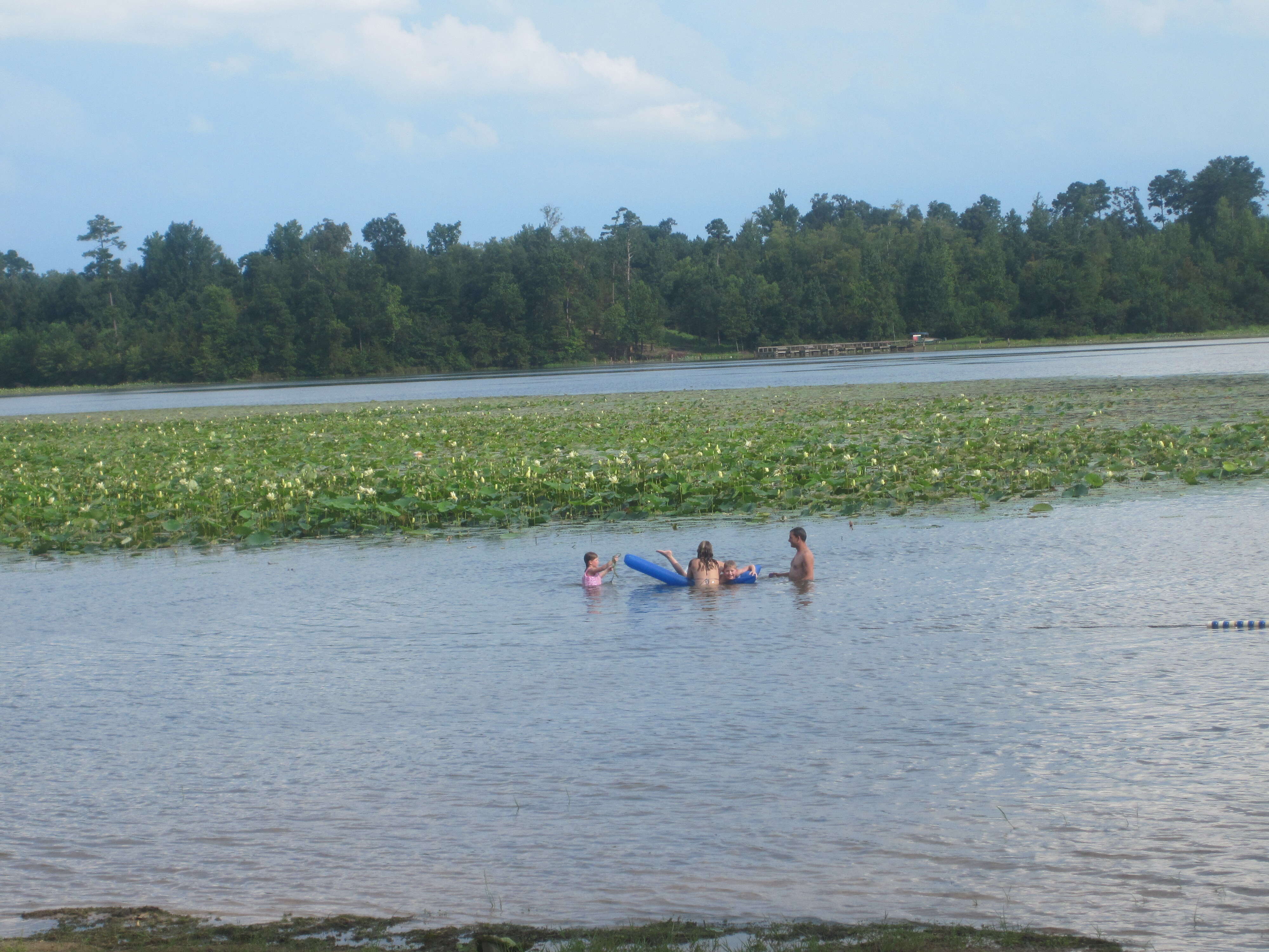 Image of American lotus