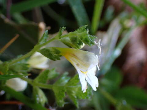 Image of Euphrasia transmorrisonensis var. durietziana (Ohwi) T. C. Huang & M. J. Wu