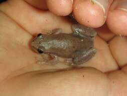 Image of Desert Tree Frog