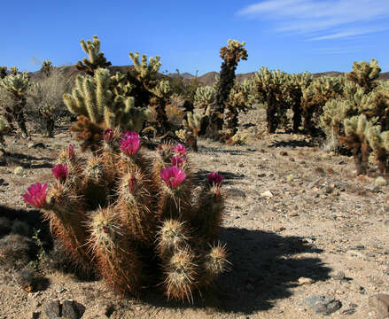 Image of teddybear cholla