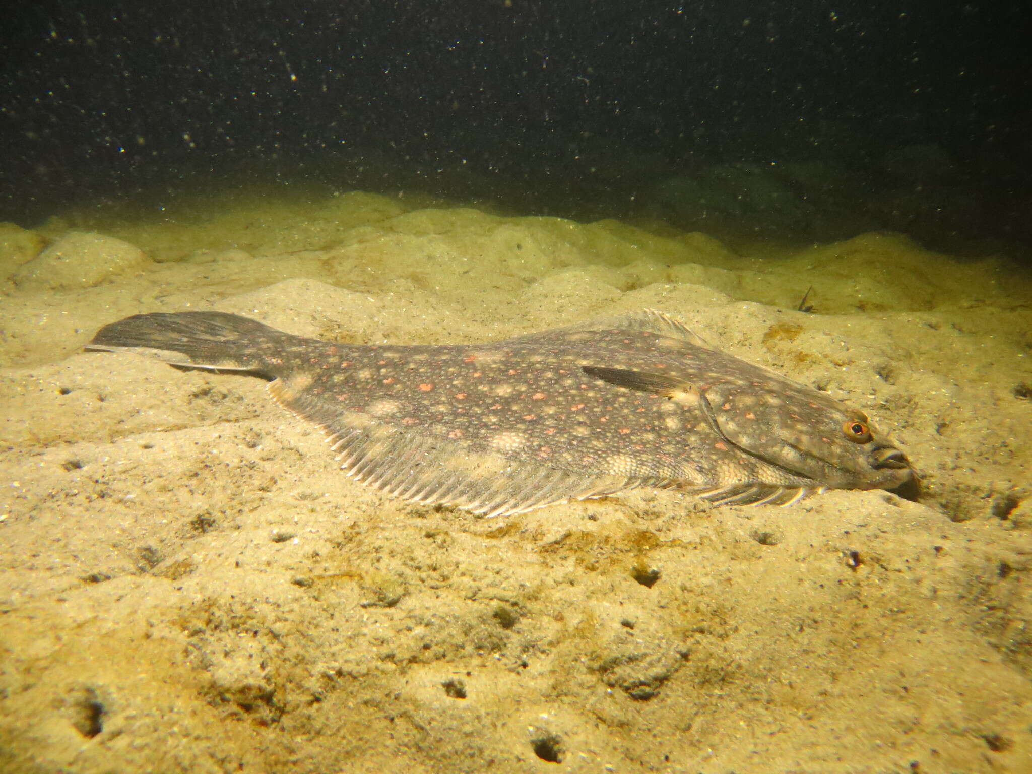 Image of Black Flounder
