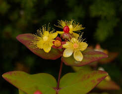 Image of St John's-wort