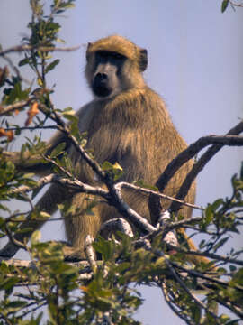 Image of Baboon