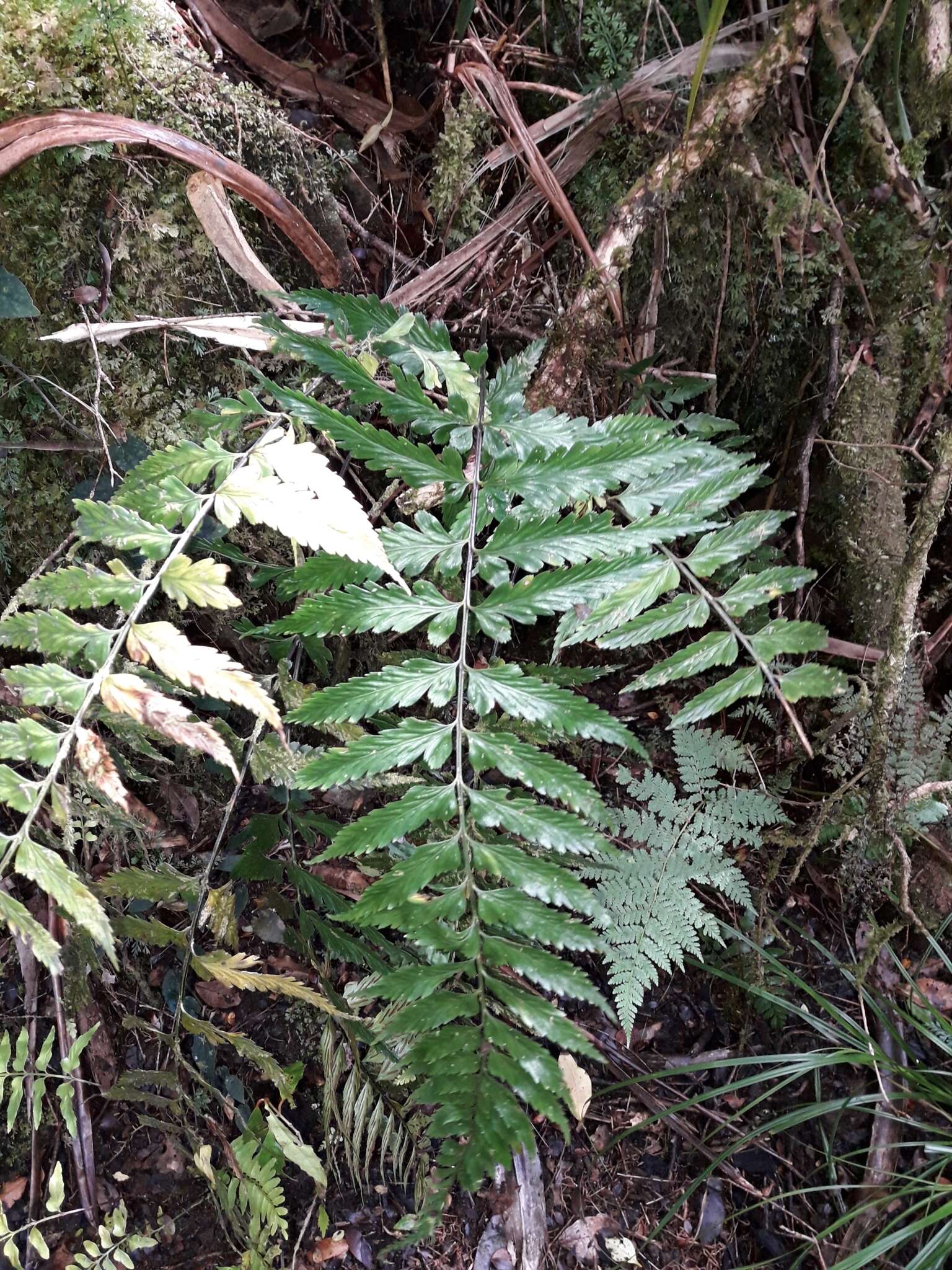 Imagem de Asplenium lobulatum Mett.