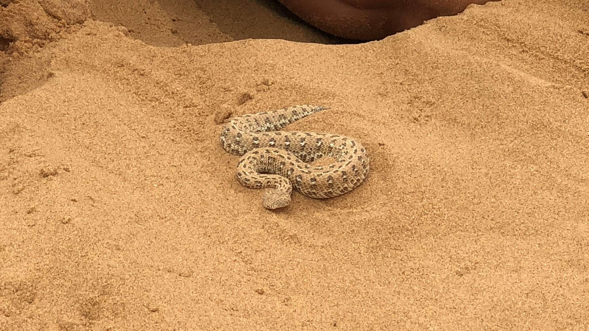 Image of Dwarf Puff Adder