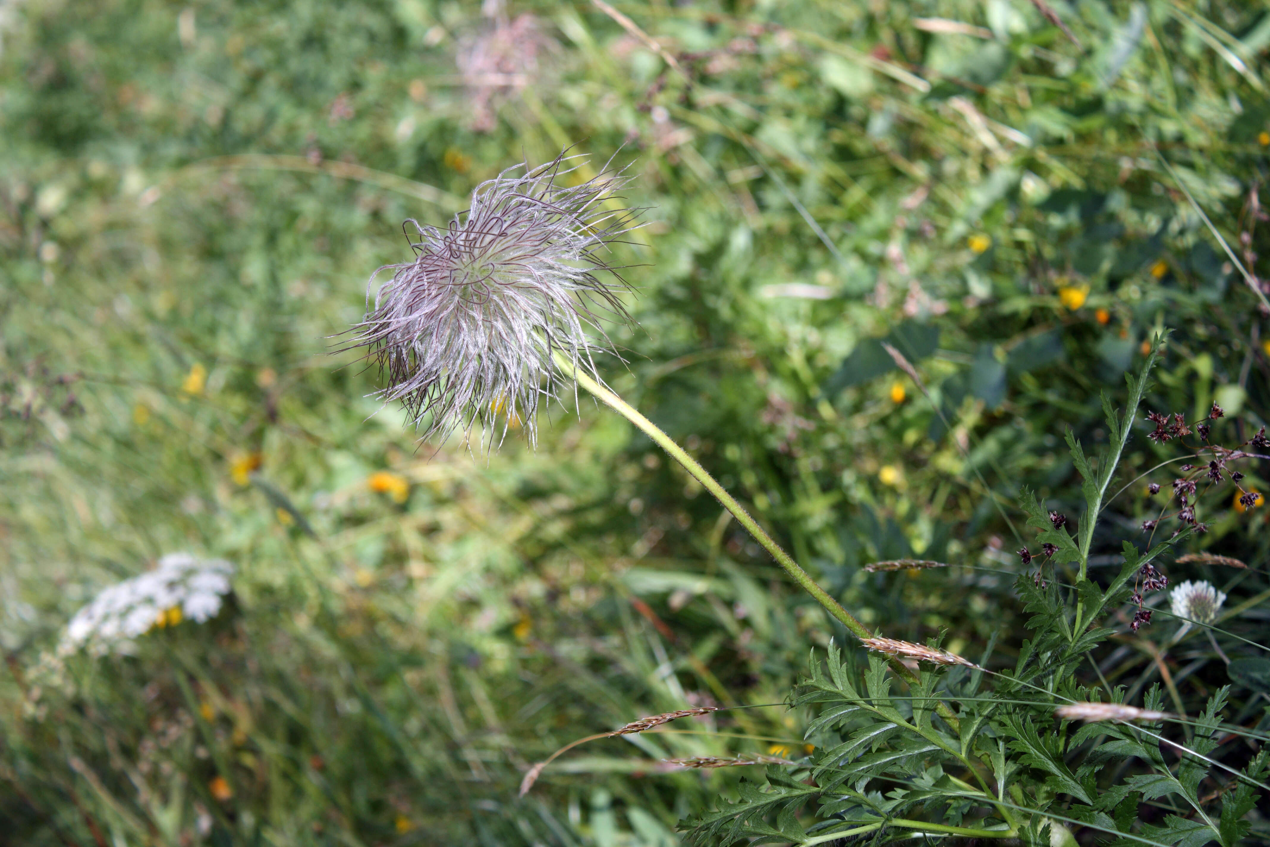 Image de Pulsatille des Alpes