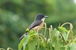 Image of Vanikoro Flycatcher