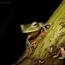 Image of Bornean Smaller Gliding Frog