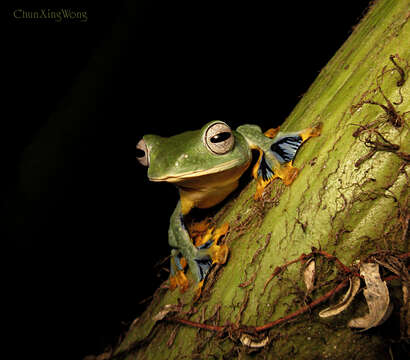 Plancia ëd Rhacophorus borneensis Matsui, Shimada & Sudin 2013