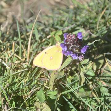 Image of Colias fieldii Ménétriès 1855