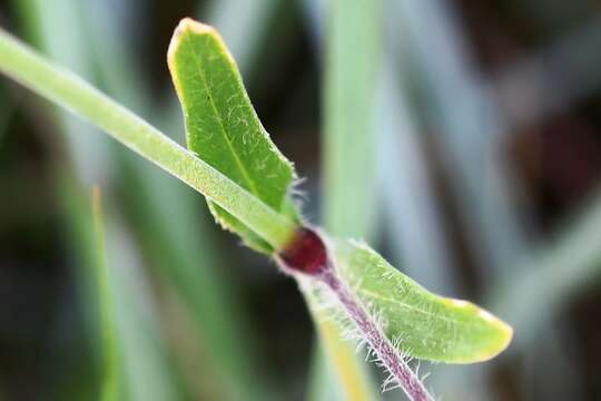 Imagem de Silene bellidifolia Jacq.