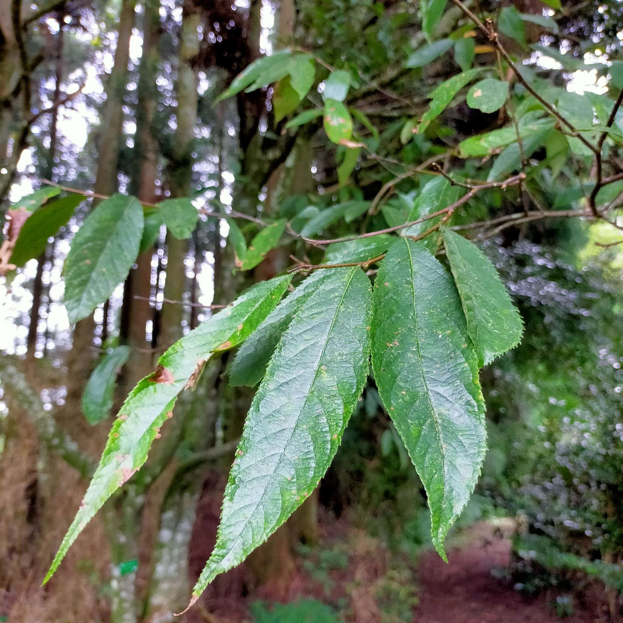 Image of Photinia beauverdiana C. K. Schneid.