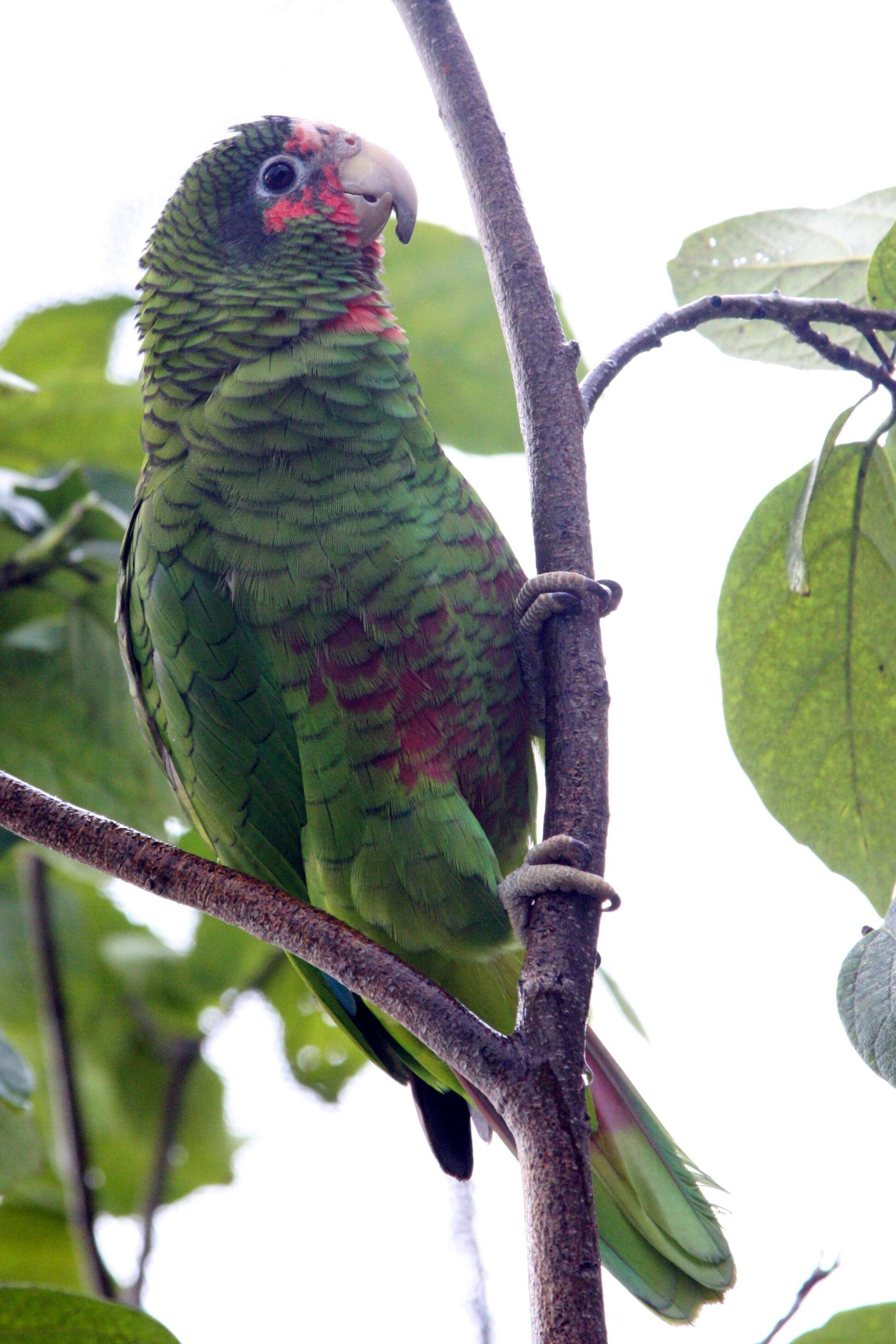 Image of Bahamas Parrot