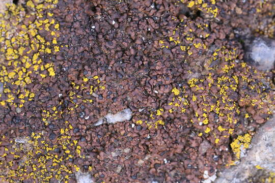 Image of lurid fishscale lichen