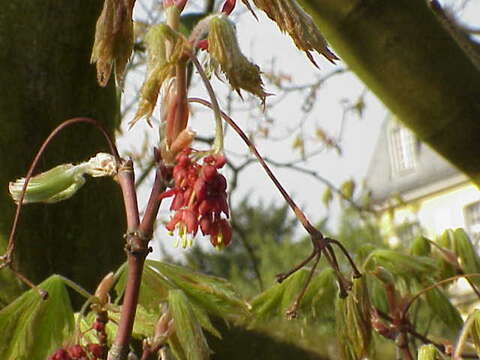 Image of Fullmoon Maple