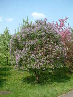 Image of Common Lilac
