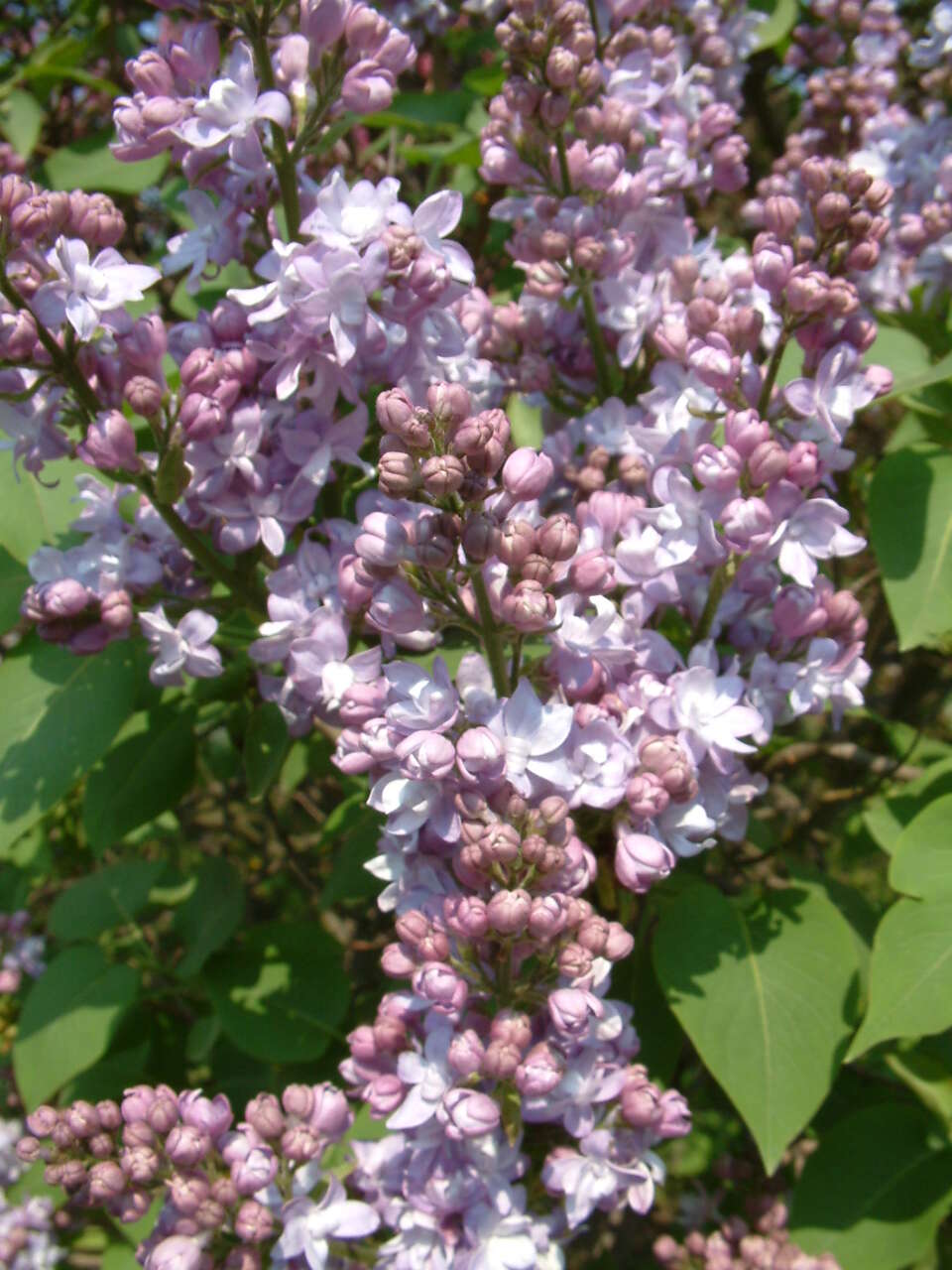 Image of Common Lilac