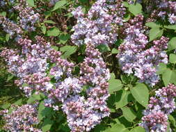 Image of Common Lilac