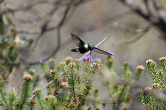 Image of Hyacinth Visorbearer