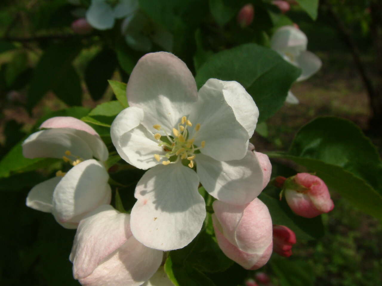 Malus transitoria (Batalin) C. K. Schneid. resmi